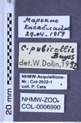 Etiketten zu Cardiophorus pubicollis (Buysson, 1918) (NHMW-ZOO-COL-0006990)